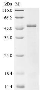 SDS-PAGE