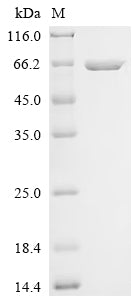 SDS-PAGE