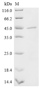 SDS-PAGE