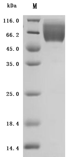 SDS-PAGE