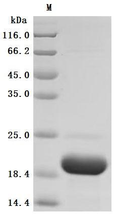 SDS-PAGE