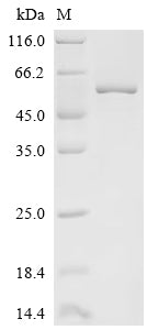 SDS-PAGE