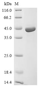 SDS-PAGE