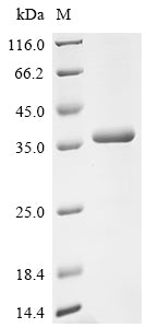 SDS-PAGE