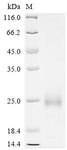 SDS-PAGE