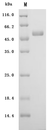 SDS-PAGE