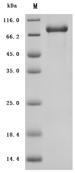 SDS-PAGE