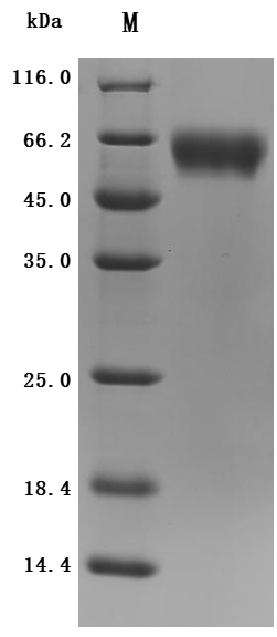 SDS-PAGE