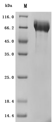 SDS-PAGE