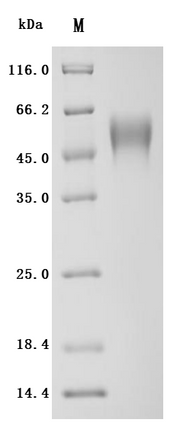 SDS-PAGE
