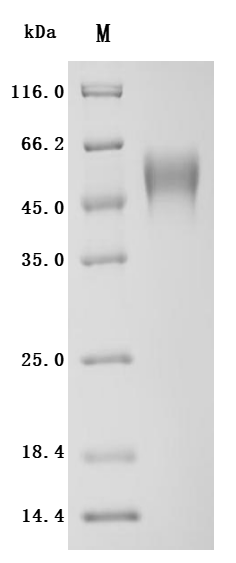 SDS-PAGE