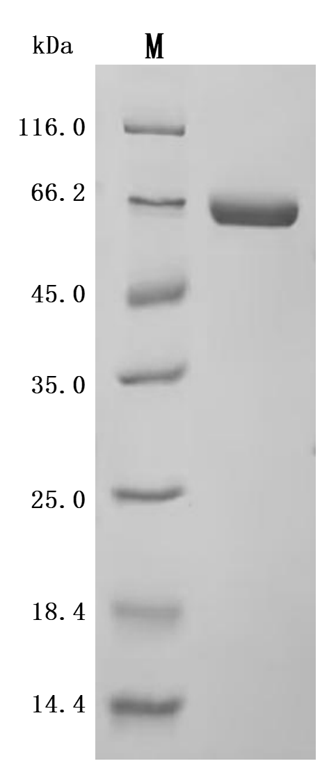 SDS-PAGE