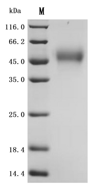 SDS-PAGE