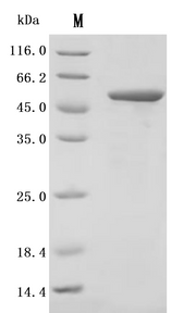 SDS-PAGE
