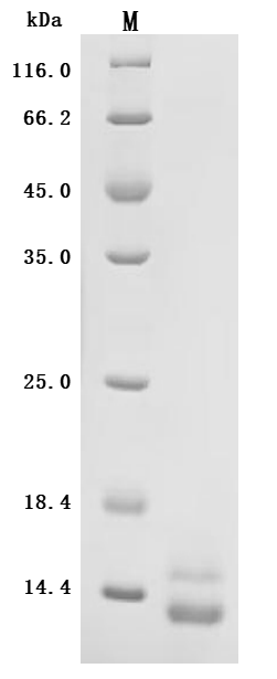 SDS-PAGE