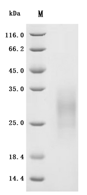 SDS-PAGE