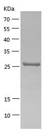 SDS-PAGE