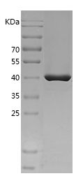 SDS-PAGE