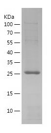 SDS-PAGE