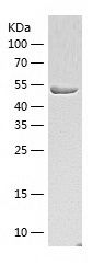 SDS-PAGE
