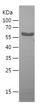 SDS-PAGE