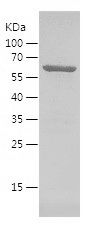 SDS-PAGE