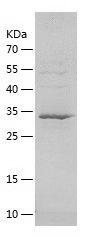SDS-PAGE
