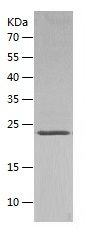 SDS-PAGE