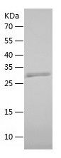 SDS-PAGE