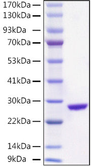 Recombinant Aequorea victoria EGFP Protein
