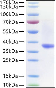Recombinant Human IgG1 Protein