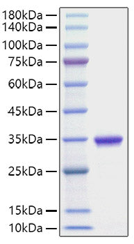 Recombinant Human IgG2 Protein