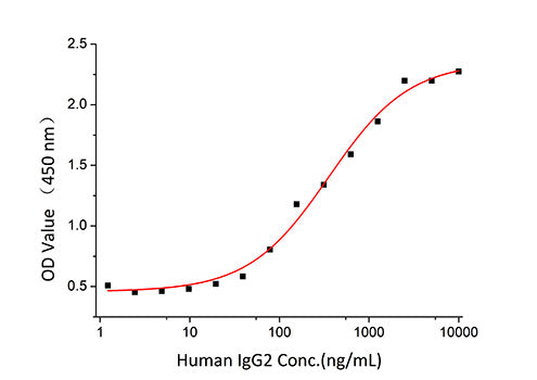 Recombinant Human IgG2 Protein