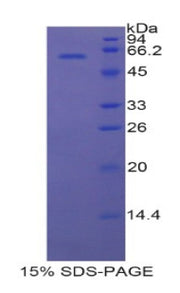 Figure 1. SDS-PAGE