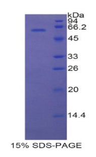 Figure 1. SDS-PAGE
