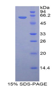 Figure 1. SDS-PAGE