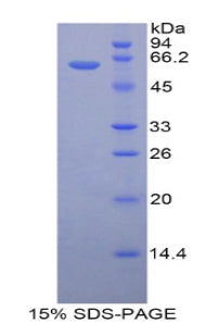 Figure 1. SDS-PAGE