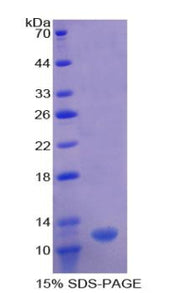 Figure 1. SDS-PAGE