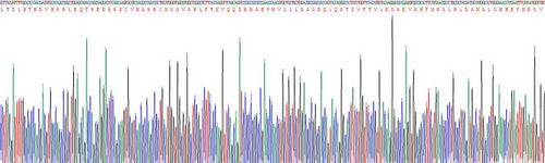 Recombinant Human Cluster Of Differentiation 73 (CD73)