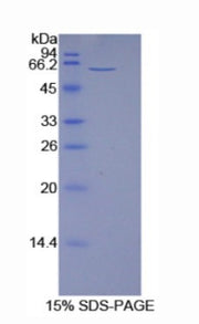 Figure 1. SDS-PAGE