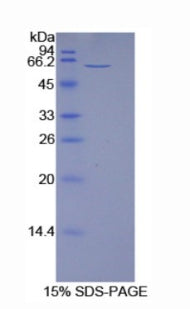 Figure 1. SDS-PAGE