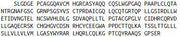 Recombinant A Disintegrin And Metalloprotease 15 (ADAM15), RPU40012