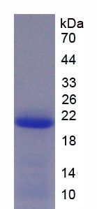 Figure 2. SDS-PAGE