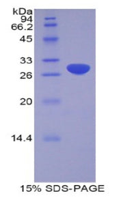 Figure 1. SDS-PAGE