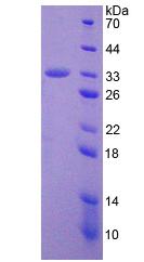 Figure 3. SDS-PAGE