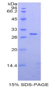 Figure 1. SDS-PAGE