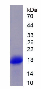 Figure 1. SDS-PAGE
