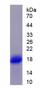 Figure 1. SDS-PAGE