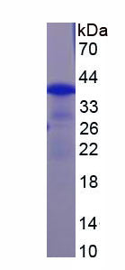Figure 1. SDS-PAGE