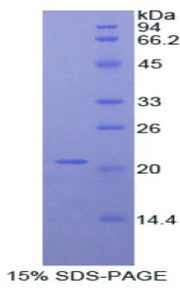 Figure 1. SDS-PAGE
